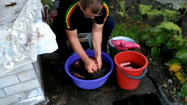 Как лечить и хранить батат ! смотреть онлайн