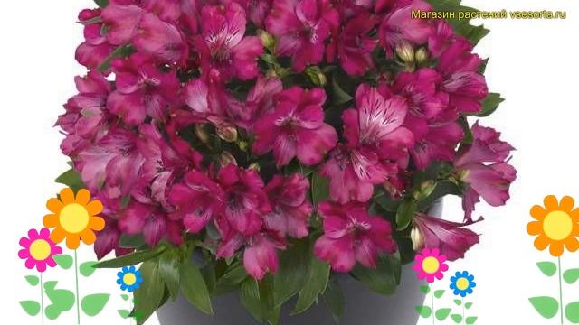 Альстромерия обыкновенная Инканча мача. Краткий обзор, описание Alstroemeria Inticancha Machu