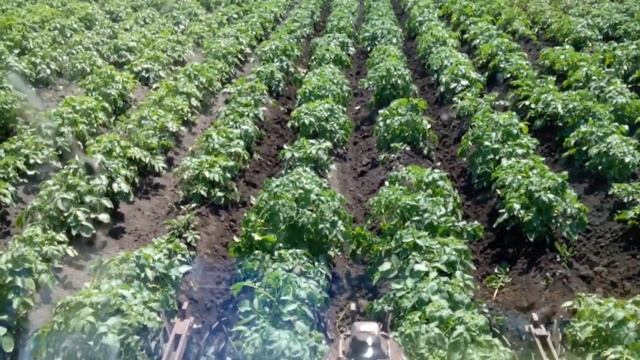 Культивация картофеля с роторными боронами на Т-40 смотреть онлайн