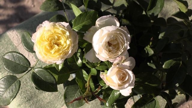 плетистая роза амнестик интернейшнл, питомник роз полины козловой, rozarium.biz смотреть онлайн