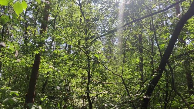 Мир Дикой #Природы Украины Ukrainian #Nature Videos в 4к - Летний #Лес в солнечный день #shorts смотреть онлайн