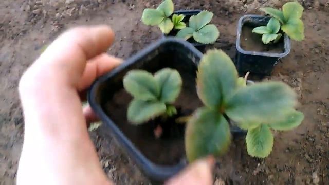 Клубника, саженцы, Шведской селекции: "Белый швед", среднего срока плодоношения. смотреть онлайн