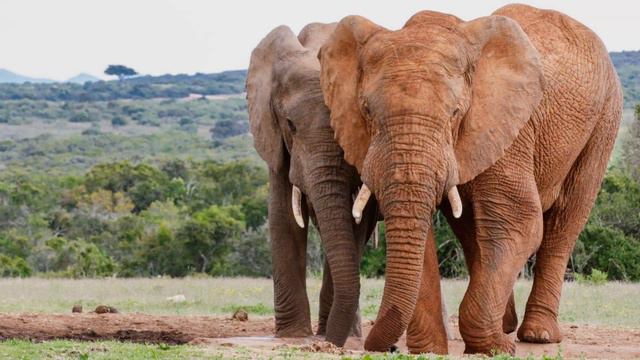 Vlog 32 Addo National Park Die Lewe is n Lied - The Daily Vlogger in Afrikaans смотреть онлайн