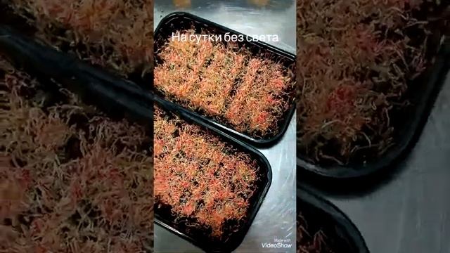 Амарант, красавчик еще тот.#shorts смотреть онлайн