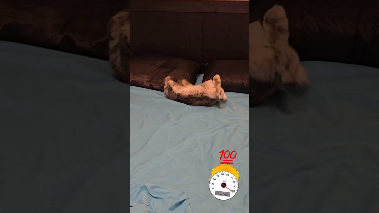 Бесится как безумный (crazy bunny, 疯狂的兔子, الارنب المجنون) смотреть онлайн