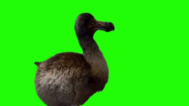 ПТИЦА ДОДО на ЗЕЛЕНОМ ФОНЕ / BIRD DODO on GREEN SCREEN / DODO FOOTAGE смотреть онлайн