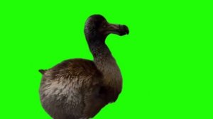 ПТИЦА ДОДО на ЗЕЛЕНОМ ФОНЕ / BIRD DODO on GREEN SCREEN / DODO FOOTAGE