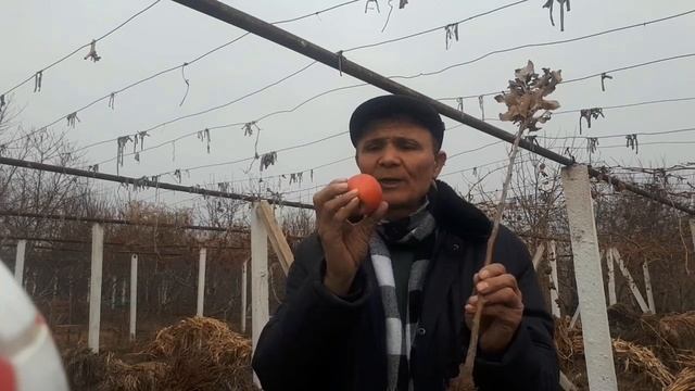 ОЛМА...ПАКАНА .ПИНК ЛЕДИ...КУЗГИ ЭНГ ЗУР ОЛМА смотреть онлайн