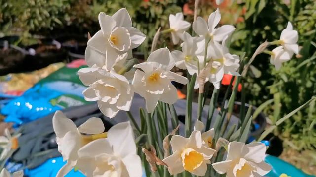 Jonquil Narcissus / Daffodil 