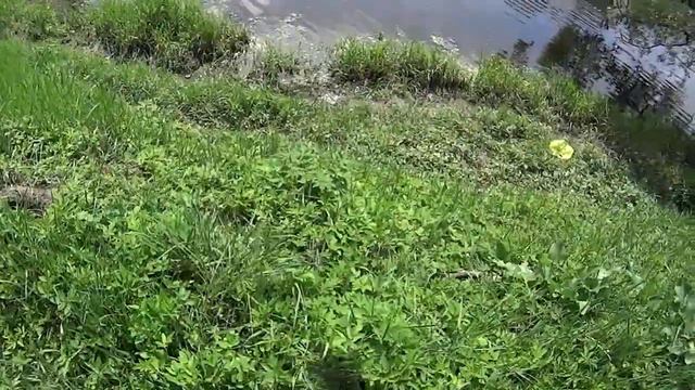 Что можно найти у реки?! Пляжи снова радуют! Кладоискатель Белый Копатель смотреть онлайн