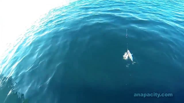 Отдых в Анапе в октябре — морские прогулки, рыбалка смотреть онлайн