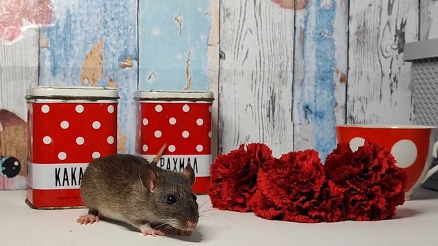 крыса агути смотреть онлайн