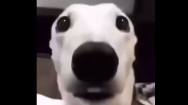 1 Hour Of Silence Occasionally Broken By Random Memes