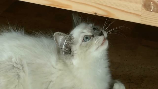 kote chavkaet смотреть онлайн