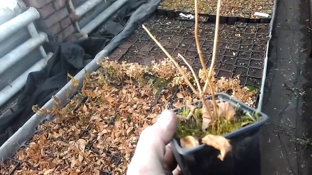 Декоративные кустарники и хвойные 25.01.2020.