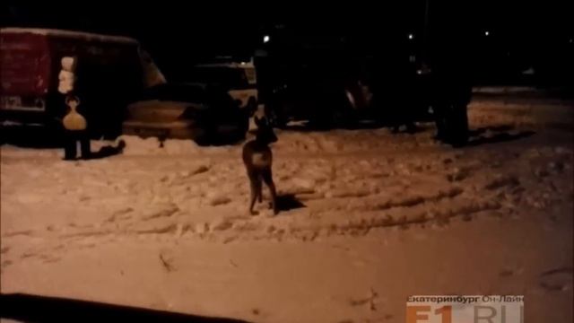 В Екатеринбурге на Уралмаше поймали косулю смотреть онлайн