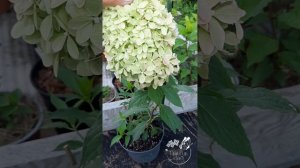 Гортензия Пиксио (Pixio)и не только