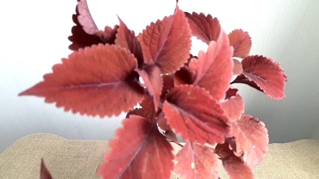 Наши колеусы. Начало коллекции. смотреть онлайн