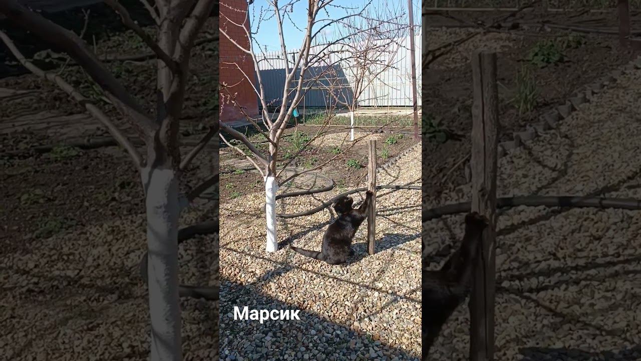 Марсик точит коготки!!!
