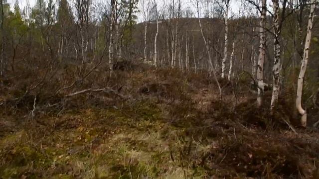 Первый выход в лес. 28 мая 2022 много снега. Почему я не боюсь ходить один в сопки.