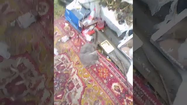 дом для котов после дождя ?