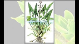 Модификационная изменчивость