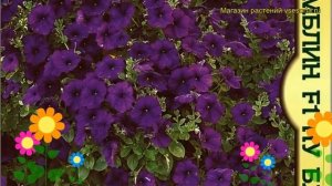 Петуния махровая крупноцветковая F1 Ну Блю. Краткий обзор petunia x hybrida, grandiflora F1 Nu Blue