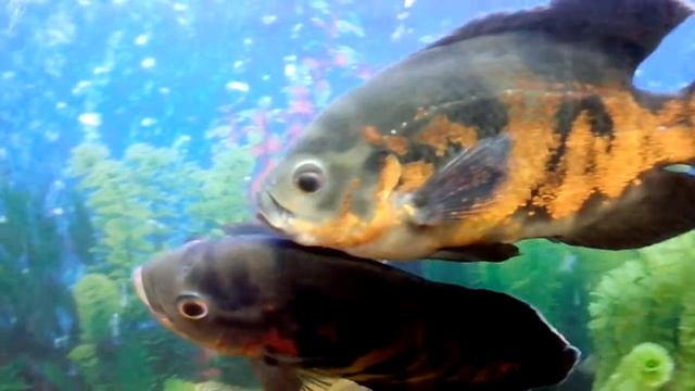 Красивый Астранотус Оскар в Паре в Аквариуме. Самка и Самец смотреть онлайн