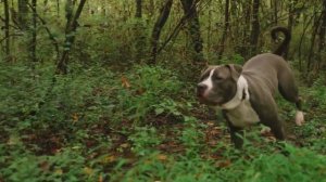 5 типов собак питбуль