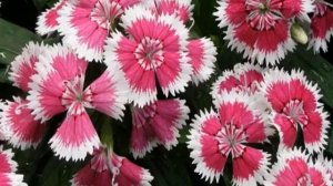 Гвоздика комнатная — уход в домашних условиях