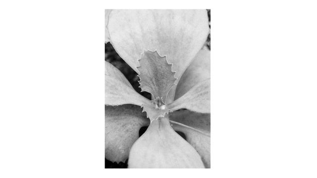 Pentax P30 + Kentmere 400 | Hilari Flynn смотреть онлайн
