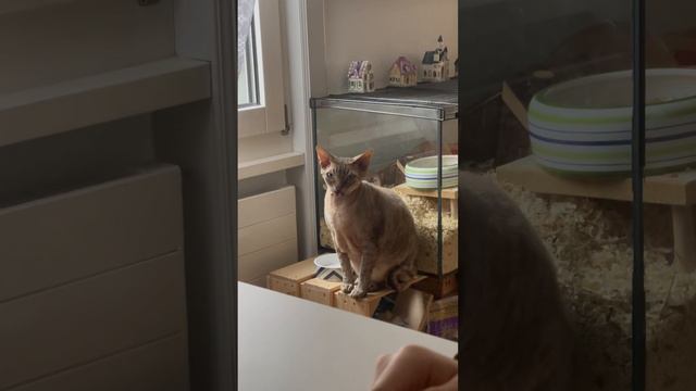 Кот показывает язык смотреть онлайн