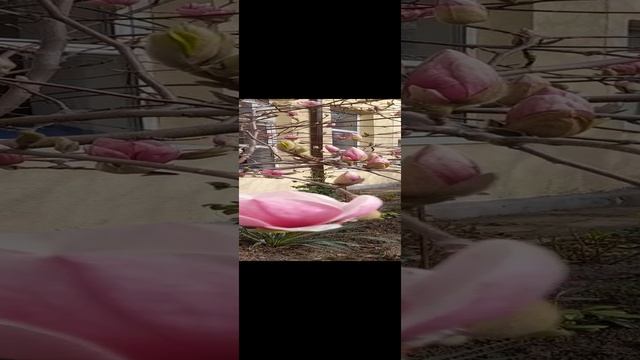 весна смотреть онлайн