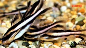 Сом Платидорас полосатый. Содержание, размножение, кормление, совместимость. Platydoras armatulus