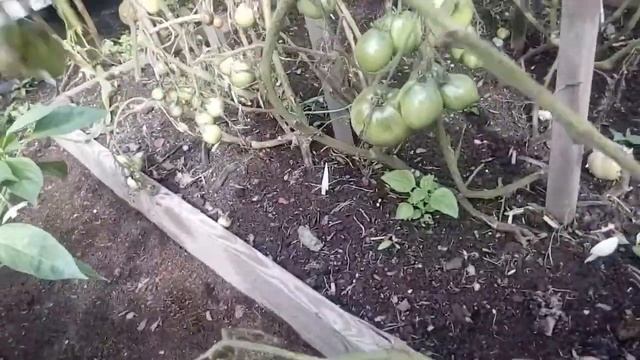 Томаты 2020 без прикрас. Вот что происходит в огороде без солнца... Часть 4 (2). 27 августа 2020 г. смотреть онлайн