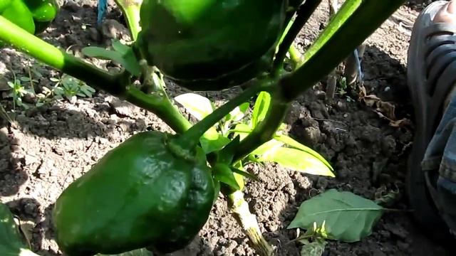 Habanero Jamaican Chocolate -  Хабанеро Ямайский Шоколадный