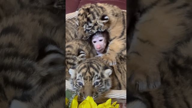 Степка САМЫЙ ХРАБРЫЙ в мире гамадрил, он спит НА ТИГРАХ! смотреть онлайн