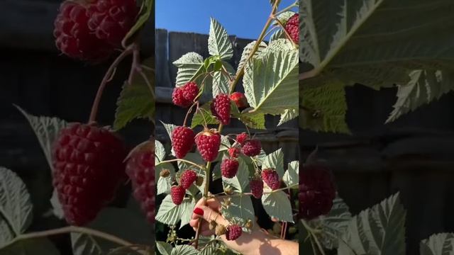 ?Малина МАЛИНОВАЯ ГРЯДА. #shorts #малина смотреть онлайн