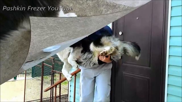 Как взвесить собаку, как измерить вес собаки / how to weigh the dog смотреть онлайн