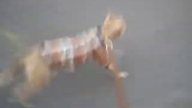 kristina (Pitbull) corriendo смотреть онлайн