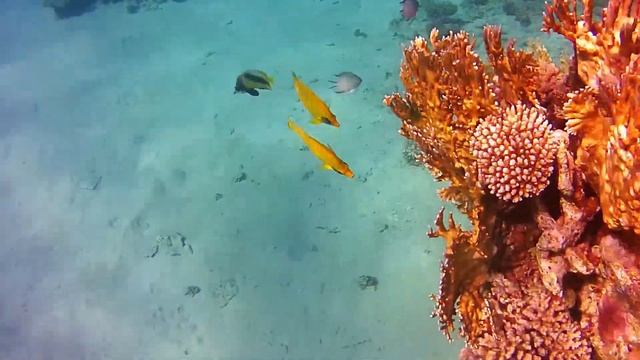 Фотоаппарат SEALIFE MICRO HD  обзор