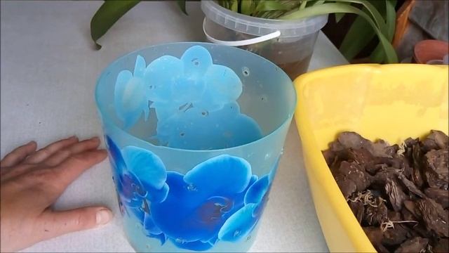 Пересадка Брассии. Не приятные моменты.Что с корнями? смотреть онлайн