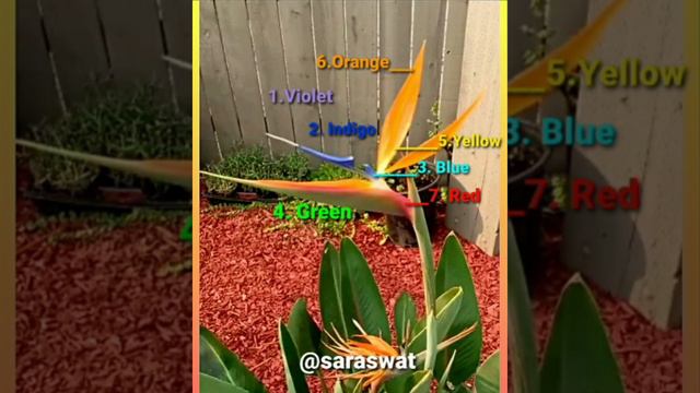 #BIRD OF#PARADISE#FLOWER #NATIONAL FLOWER OF#SOUTH AFRICA#स्वर्ग के पक्षी का फूल  कैलिफोर्निया से।