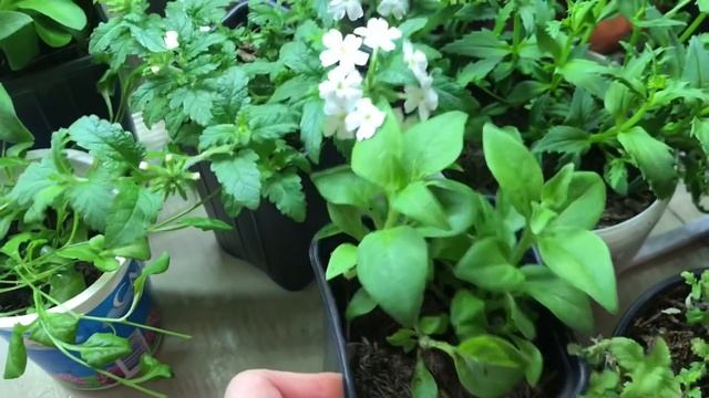 ?Петуния взошла отлично?обзор сеянцев Петунии, Вербены,Эустомы, Лаванды, Левизии, Черенков....?