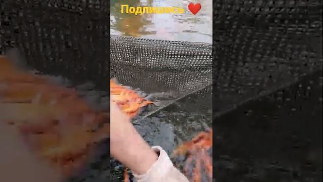 Рыба Богемский Линь! Самцы и самки, отличия! смотреть онлайн