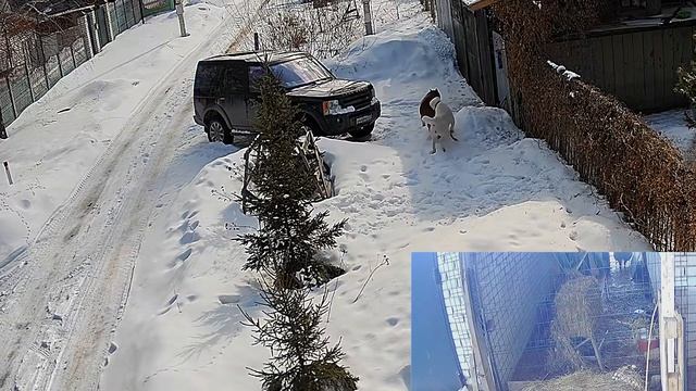 Осторожно! Алабай! смотреть онлайн