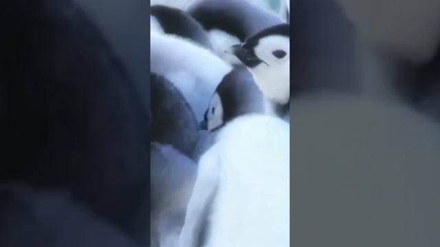 Птенцы императорских пингвинов? Тайны Океанов смотреть онлайн