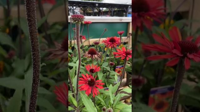Эхинацея Оранжевая!! Огненные «Герберы» в саду! Лондон #Shorts смотреть онлайн