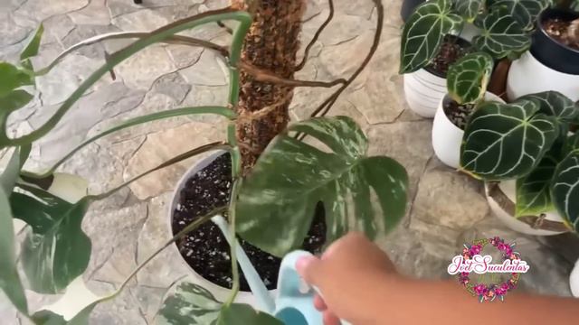 LA REINA DE LAS PLANTAS MONSTERA DELICIOSA Su progreso en 1 año смотреть онлайн