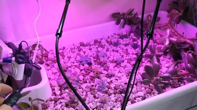 Shengsite 20 Watt LED Grow Light on our Hydroponic Succulent Bed! смотреть онлайн